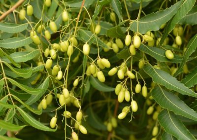 Azadirachta indica - شجر النيم (2)