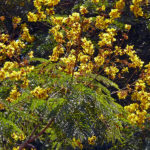 شجر اللهب الأصفر Peltophorum Pterocarpum