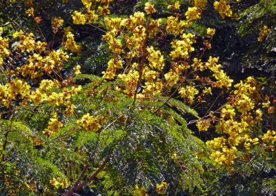 شجر اللهب الأصفر Peltophorum Pterocarpum