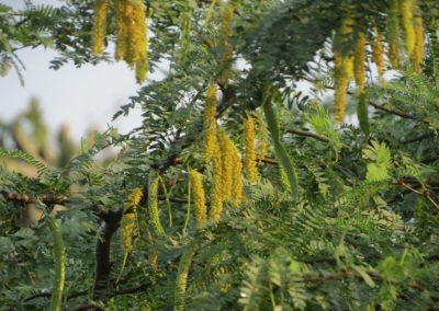 Prosopis cineraria شجرة الغاف (2)