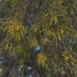Prosopis cineraria شجرة الغاف 10