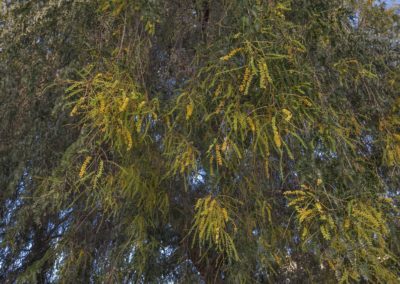 Prosopis cineraria شجرة الغاف (10)