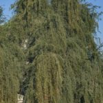 Prosopis cineraria شجرة الغاف 11