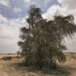 Prosopis cineraria شجرة الغاف 12