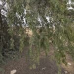 Prosopis cineraria شجرة الغاف 13