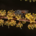 Prosopis cineraria شجرة الغاف 15