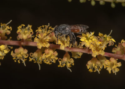 Prosopis cineraria شجرة الغاف (15)