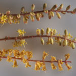 Prosopis cineraria شجرة الغاف 16