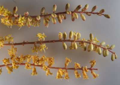 Prosopis cineraria شجرة الغاف (16)