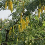 Prosopis cineraria شجرة الغاف 2