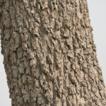 Prosopis cineraria شجرة الغاف 4