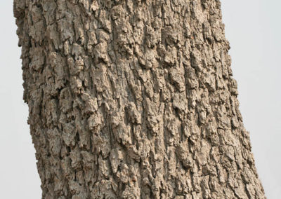 Prosopis cineraria شجرة الغاف (4)