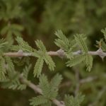 Prosopis cineraria شجرة الغاف 5