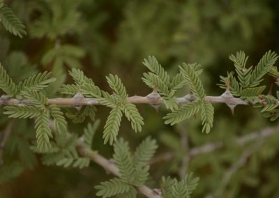 Prosopis cineraria شجرة الغاف (5)