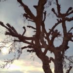 Prosopis cineraria شجرة الغاف 7