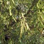 Prosopis cineraria شجرة الغاف 8