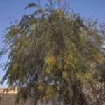 Prosopis cineraria شجرة الغاف 9