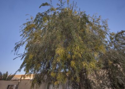 Prosopis cineraria شجرة الغاف (9)