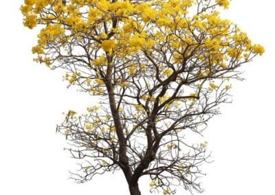 شجرة البوق التابوبيا Tabebuia