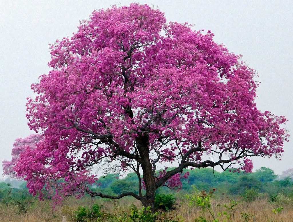 شجرة البوق التابوبيا Tabebuia
