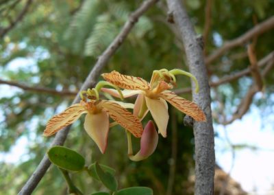 Tamarindus indica - شجر التمر الهندي (14)