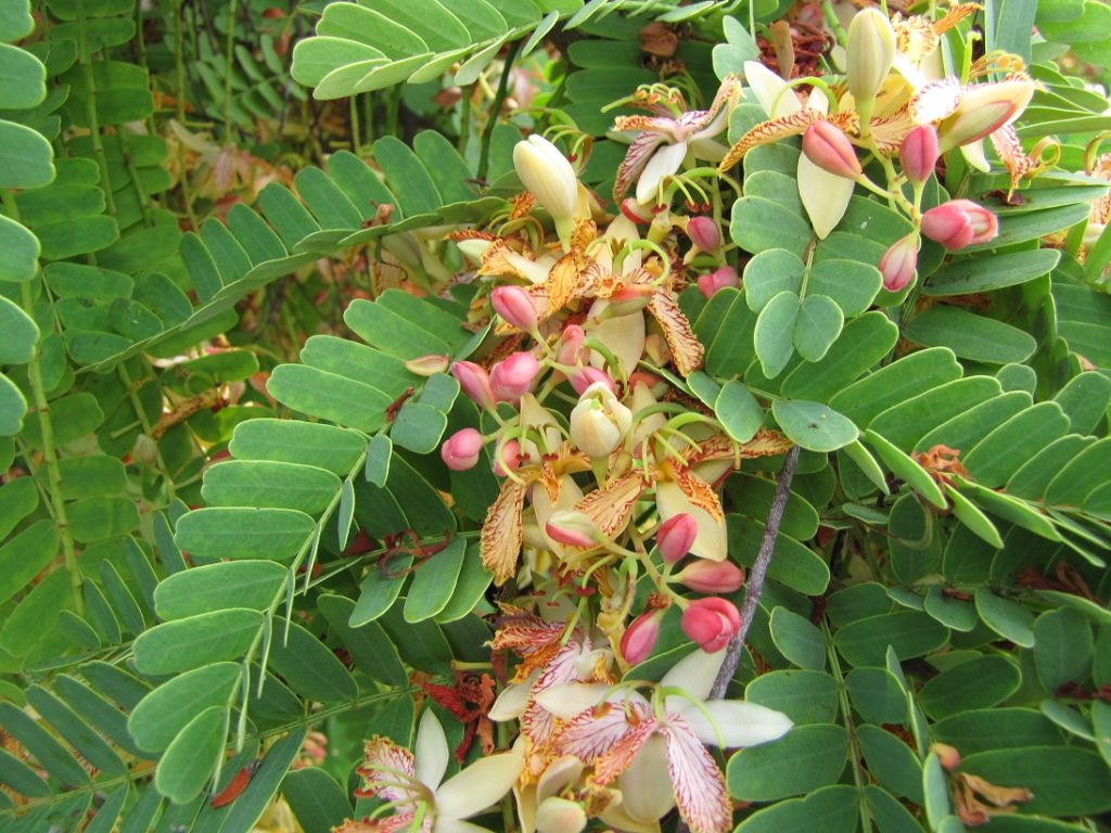 Tamarindus indica - شجر التمر الهندي