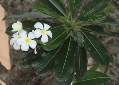 البلوماريا Plumeria obtusa (11)