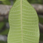 البلوماريا Plumeria obtusa 13