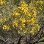 السنط الخيمي Acacia ligulata 1