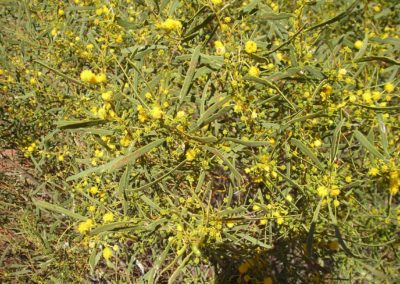 السنط الخيمي Acacia ligulata (1)