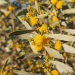 السنط الخيمي Acacia ligulata 12