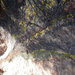 السنط الخيمي Acacia ligulata 2