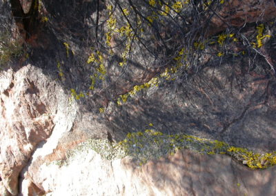 السنط الخيمي Acacia ligulata (2)