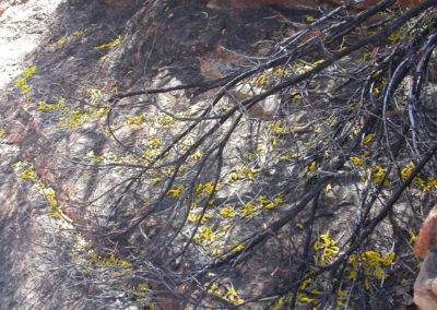 السنط الخيمي Acacia ligulata (3)