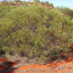 السنط الخيمي Acacia ligulata 4