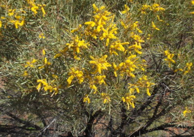 السنط الخيمي Acacia ligulata
