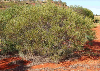 السنط الخيمي Acacia ligulata (4)
