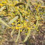 السنط الخيمي Acacia ligulata 5