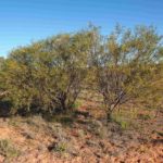 السنط الخيمي Acacia ligulata 6
