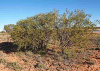 السنط الخيمي Acacia ligulata (6)