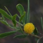 السنط الخيمي Acacia ligulata 9