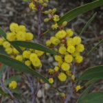 السنط الذهبي Acacia pycnantha 1 1