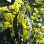 السنط الذهبي Acacia pycnantha 1