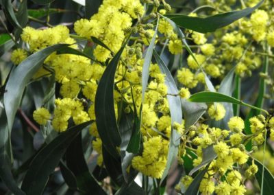 السنط الذهبي Acacia pycnantha (1)