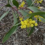 السنط الذهبي Acacia pycnantha 2 1
