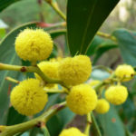 السنط الذهبي Acacia pycnantha 2