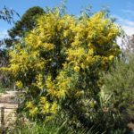 السنط الذهبي Acacia pycnantha 3