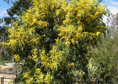 السنط الذهبي Acacia pycnantha (3)