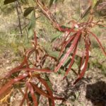السنط الذهبي Acacia pycnantha 4 1