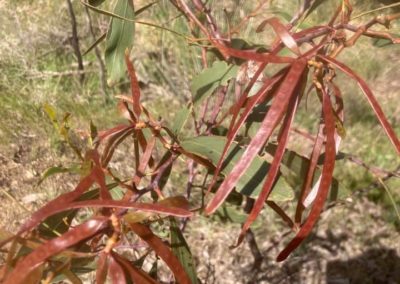 .السنط الذهبي Acacia pycnantha (4)